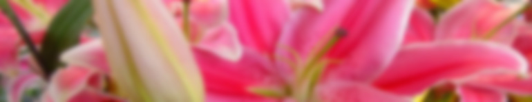 Manuelle Lymphdrainage